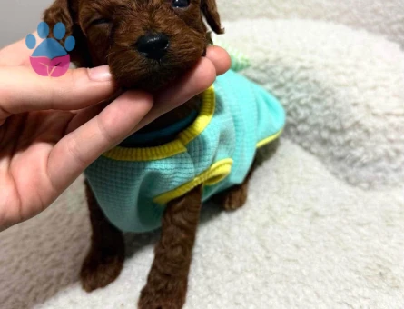 Micro Teacup KOREAN Poodle yavrularımız - 7732 - Görsel 4