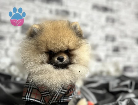 POMERANİAN BOO AYI SURAT YAVRULARİMİZ - 7733