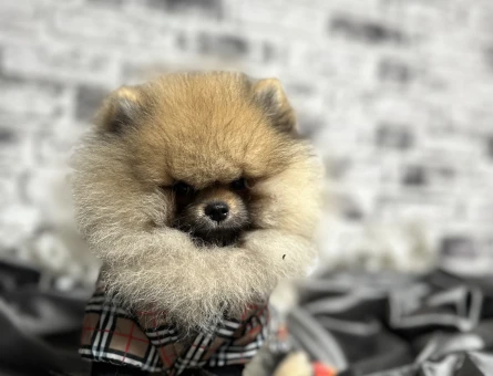 POMERANİAN BOO AYI SURAT YAVRULARİMİZ - 7733