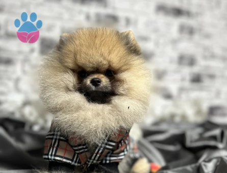 POMERANİAN BOO AYI SURAT YAVRULARİMİZ - 7733 - Görsel 3