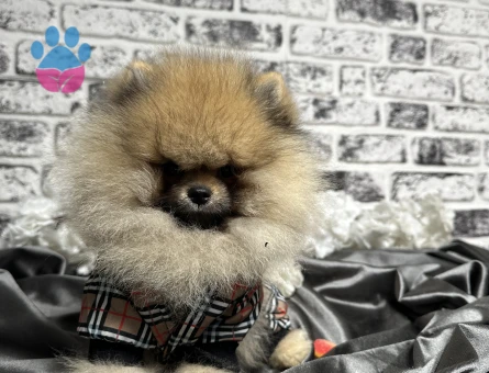 POMERANİAN BOO AYI SURAT YAVRULARİMİZ - 7733 - Görsel 4