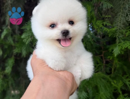 TEACUP KOREAN POMERANİAN YAVRUMUZ - 7734