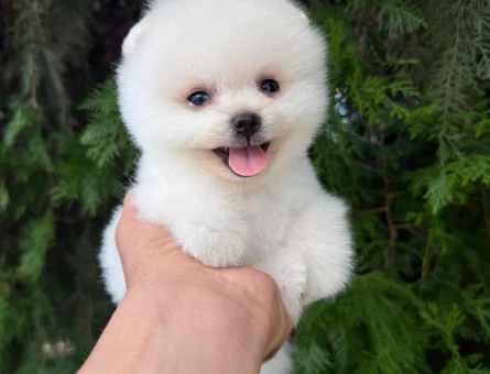 TEACUP KOREAN POMERANİAN YAVRUMUZ - 7734