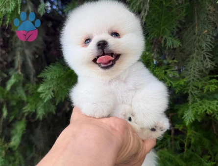 TEACUP KOREAN POMERANİAN YAVRUMUZ - 7734 - Görsel 3