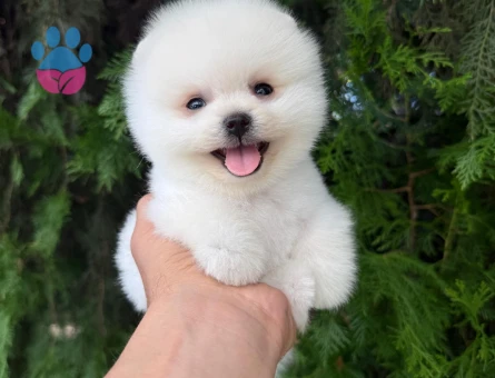TEACUP KOREAN POMERANİAN YAVRUMUZ - 7734 - Görsel 4
