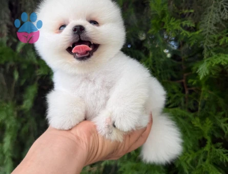 TEACUP KOREAN POMERANİAN YAVRUMUZ - 7734 - Görsel 5