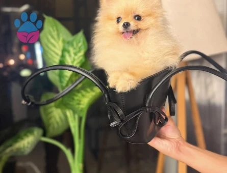Teacup Teddy Bear Pomeranian - 7735