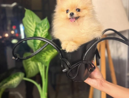 Teacup Teddy Bear Pomeranian - 7735
