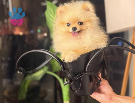 Teacup Teddy Bear Pomeranian - 7735 - Görsel 4