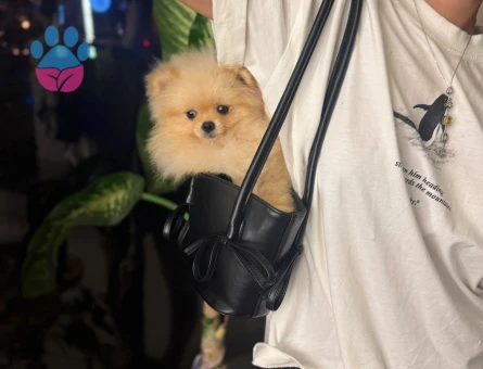 Teacup Teddy Bear Pomeranian - 7735 - Görsel 5