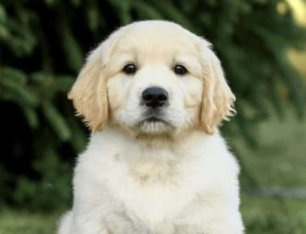 2 Aylık Golden Retriever Yavru Yeni Yuvasını Arıyor - 7739