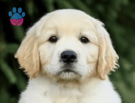 2 Aylık Golden Retriever Yavru Yeni Yuvasını Arıyor - 7739 - Görsel 3
