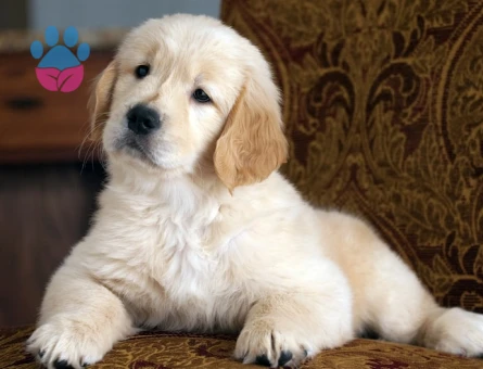 Sevimli Golden Retriever 2 Aylık Yavru - 7740 - Görsel 3