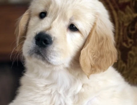Sevimli Golden Retriever 2 Aylık Yavru - 7740