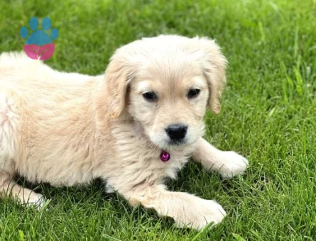 Golden Retriever Yavru – 2 Aylık Minik Dostumuz - 7741 - Görsel 2