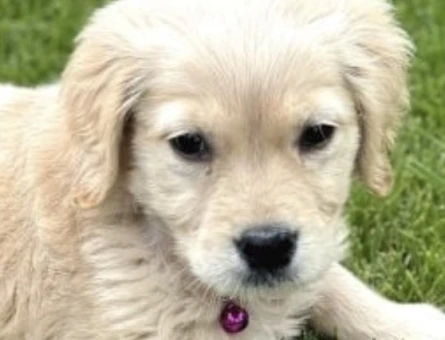 Golden Retriever Yavru – 2 Aylık Minik Dostumuz - 7741