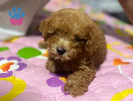 Orijinal poodle - 7743 - Görsel 3