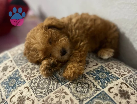 Orijinal poodle - 7743 - Görsel 4