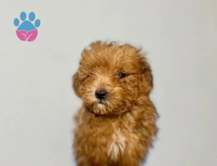 Orijinal poodle - 7743