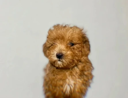 Orijinal poodle - 7743