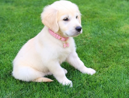 Oyuncu ve Sevimli Golden Retriever Yavru - 7744