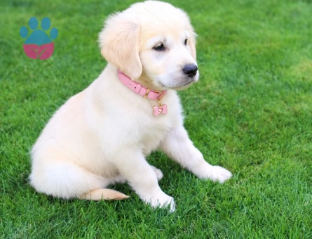Oyuncu ve Sevimli Golden Retriever Yavru - 7744 - Görsel 3