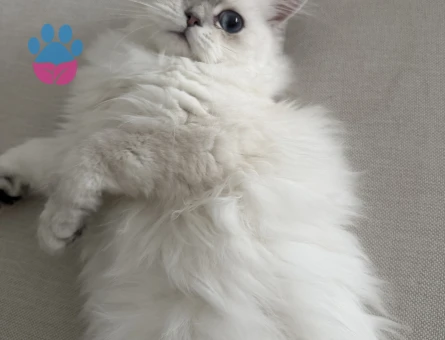 Güzel Kızım British Longhair 6 Aylık - 7745 - Görsel 3