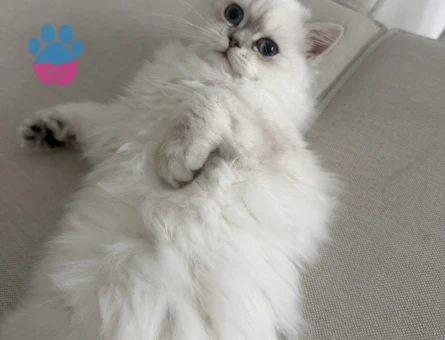 Güzel Kızım British Longhair 6 Aylık - 7745 - Görsel 4
