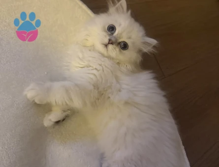 Güzel Kızım British Longhair 6 Aylık - 7745 - Görsel 2
