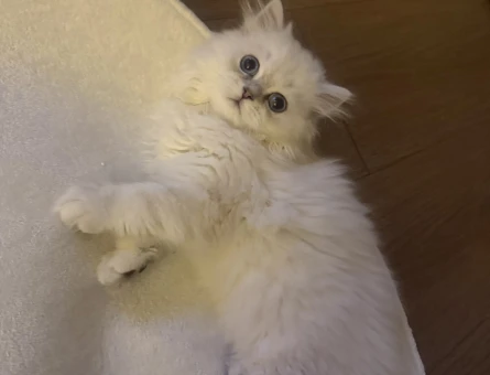 Güzel Kızım British Longhair 6 Aylık - 7745