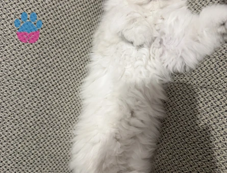 Güzel Kızım British Longhair 6 Aylık - 7745 - Görsel 5