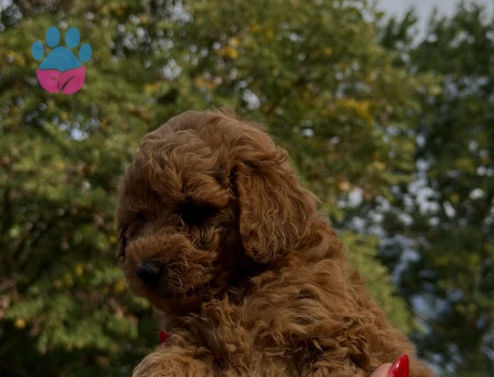 REDBROWN TOY POODLE YAVRUMUZ YENİ YUVASINI ARIYOR - 7746