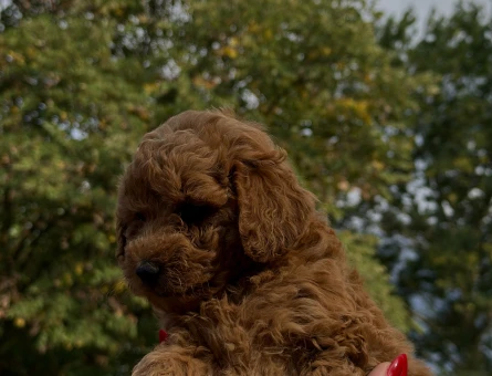 REDBROWN TOY POODLE YAVRUMUZ YENİ YUVASINI ARIYOR - 7746