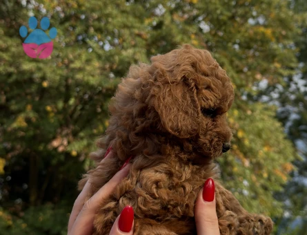 REDBROWN TOY POODLE YAVRUMUZ YENİ YUVASINI ARIYOR - 7746 - Görsel 3