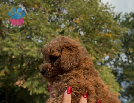 REDBROWN TOY POODLE YAVRUMUZ YENİ YUVASINI ARIYOR - 7746 - Görsel 4