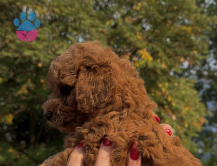 REDBROWN TOY POODLE YAVRUMUZ YENİ YUVASINI ARIYOR - 7746 - Görsel 5