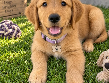 Güler Yüzlü Golden Retriever Yavru Yeni Yuvasını Bekliyor - 7759