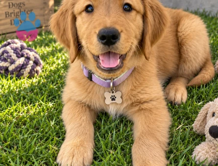 Güler Yüzlü Golden Retriever Yavru Yeni Yuvasını Bekliyor - 7759 - Görsel 3