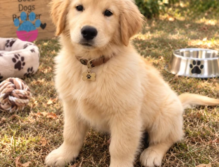 Karakteriyle Kendini Sevdiren Golden Retriever Yavru - 7767
