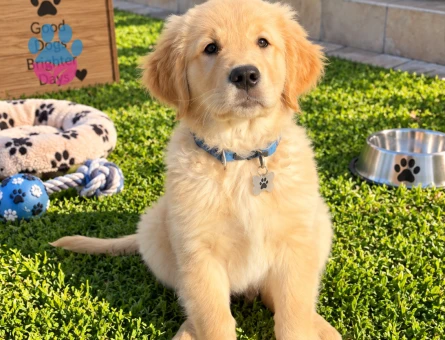 Dost Canlısı Golden Retriever Yavru Yeni Ailesini Bekliyor - 7769