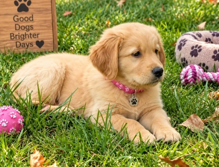 Sevecen ve Sosyal Golden Retriever Yavru - 7772