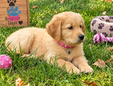 Sevecen ve Sosyal Golden Retriever Yavru - 7772 - Görsel 3