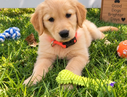 Enerjik ve Öğrenmeye Açık Golden Retriever Yavru - 7774