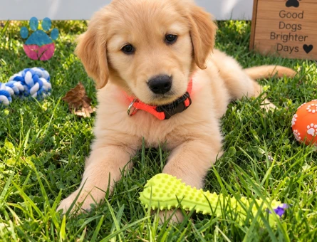 Enerjik ve Öğrenmeye Açık Golden Retriever Yavru - 7774 - Görsel 3