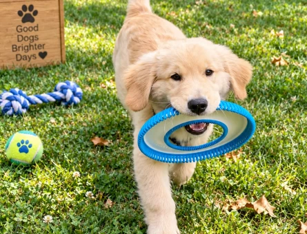 Oyun Tutkunu Golden Retriever Yavru Yeni Ailesini Arıyor - 7775