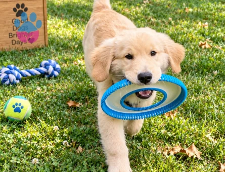 Oyun Tutkunu Golden Retriever Yavru Yeni Ailesini Arıyor - 7775 - Görsel 3