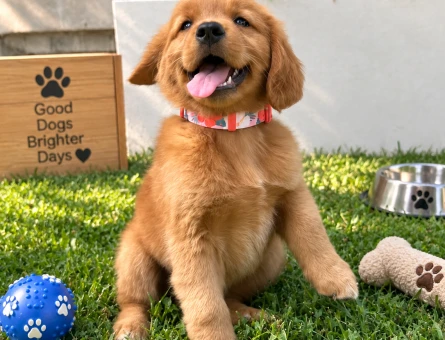 Neşesiyle Dikkat Çeken Golden Retriever Yavru - 7776