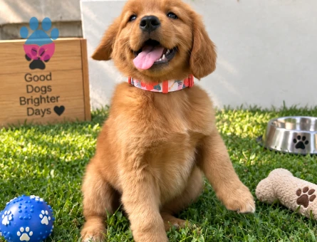 Neşesiyle Dikkat Çeken Golden Retriever Yavru - 7776 - Görsel 3