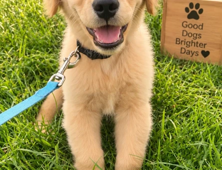 Güler Yüzlü ve Canlı Golden Retriever Yavru - 7777