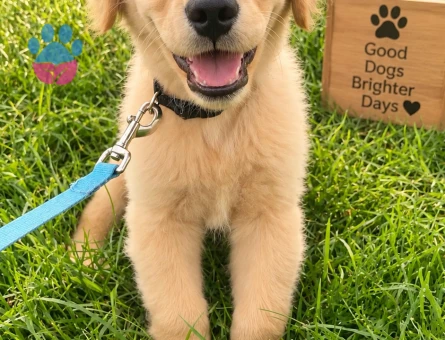Güler Yüzlü ve Canlı Golden Retriever Yavru - 7777 - Görsel 3